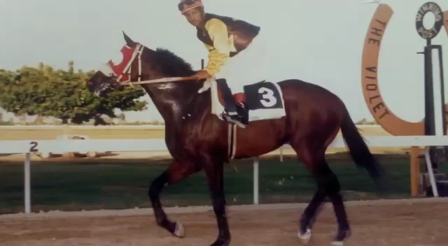 Jamaica Caymanas Park, Bimbo Rodriques at his best