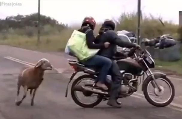 Curry The Goat got upset