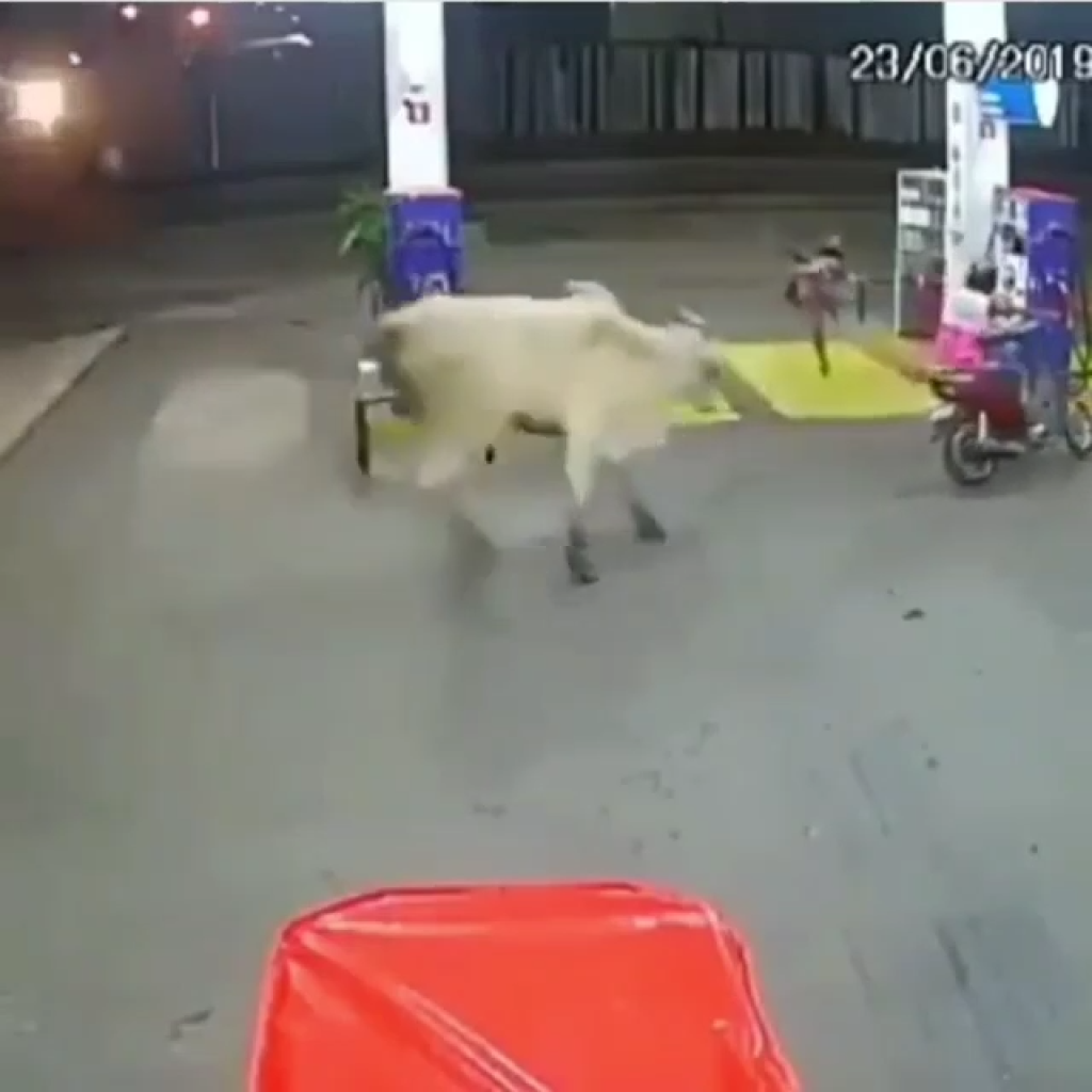 Corona The Cow Says Stay Home.