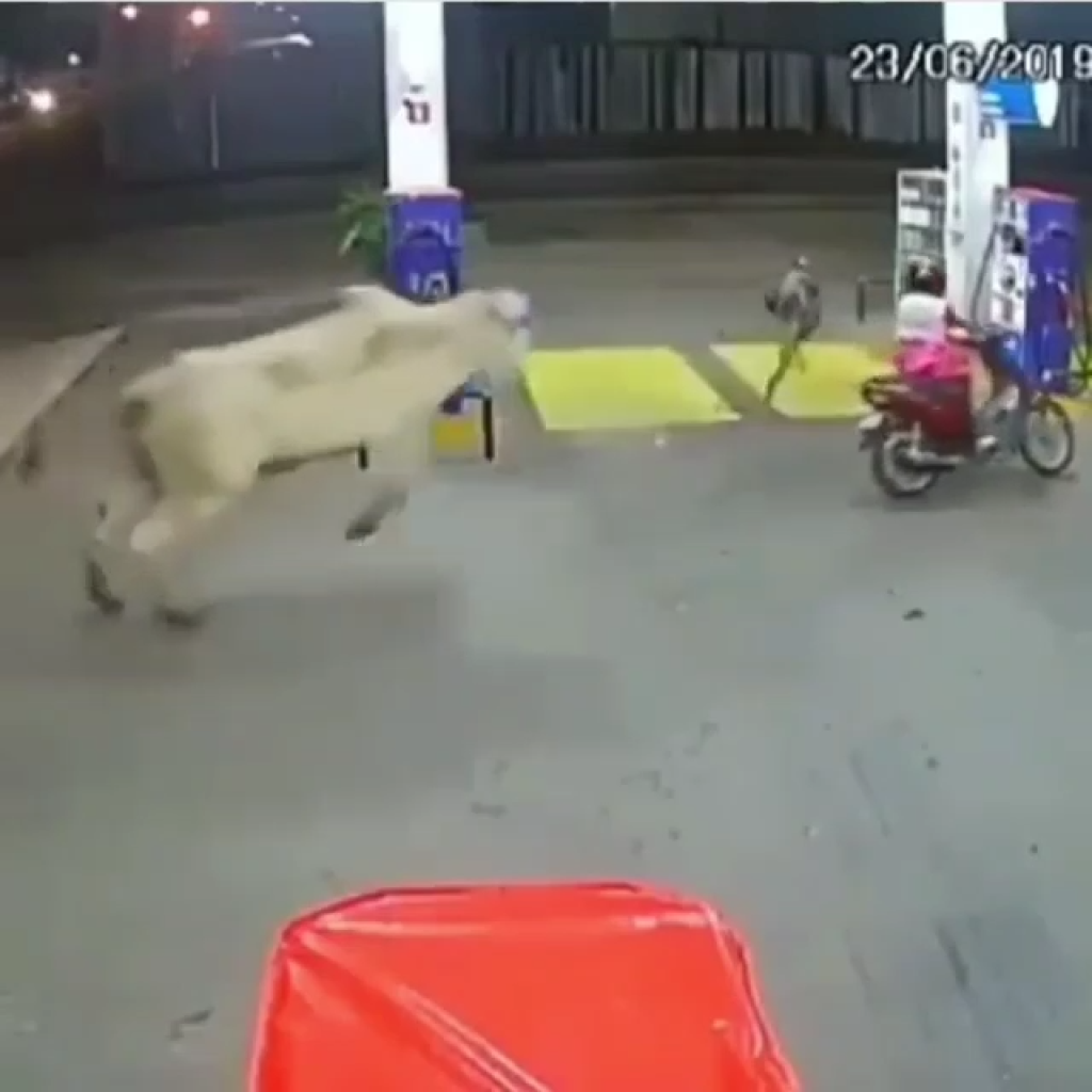 Corona Cow Says Stay Home