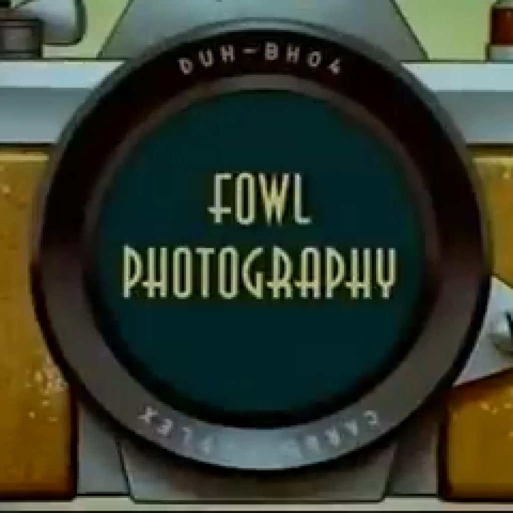 Fowl Photography,Baby Huey