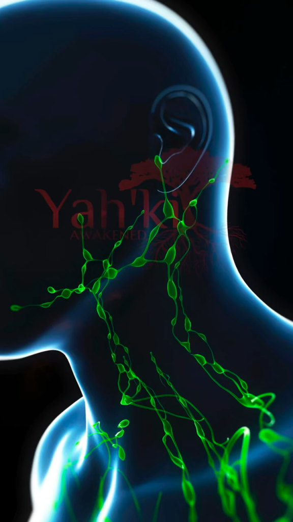 The Lymphatic System, 🤢🤮🦠, Cleanses The Cells Of The Body,‼️‼️,