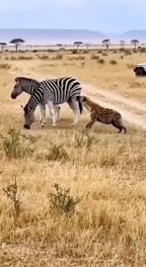 How will the zebra protect its foal from the hyenas harassment