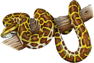 Something Is SWALLOWING Pythons WHOLE in Florida, Then They Captured It On Camera