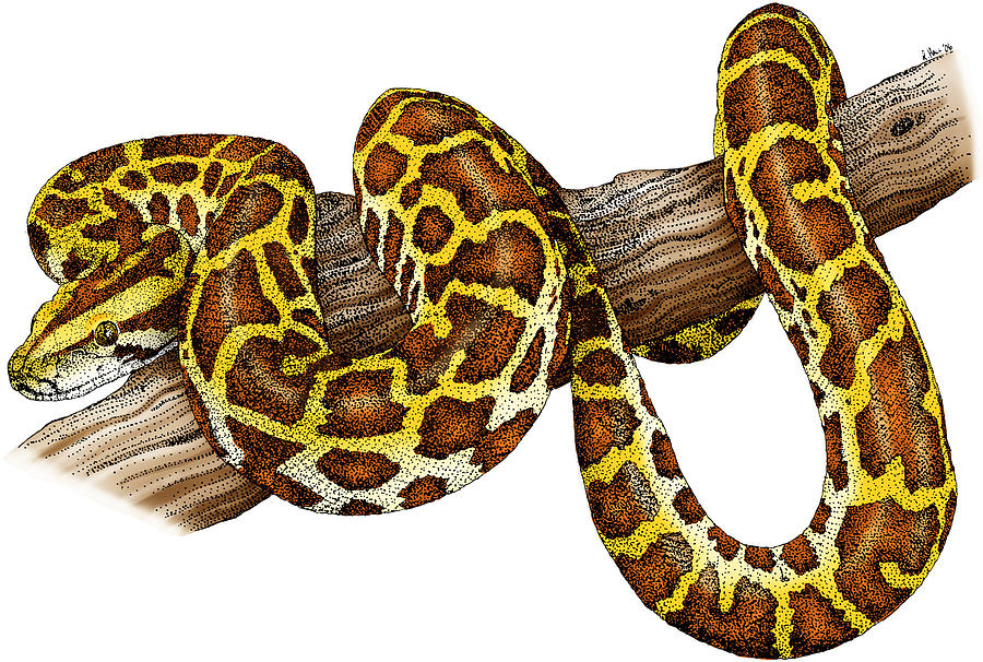 Something Is SWALLOWING Pythons WHOLE in Florida, Then They Captured It On Camera