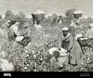 Historical engraving of enslaved people harvesting cotton in a field, baskets on their heads and cotton bolls piled around.